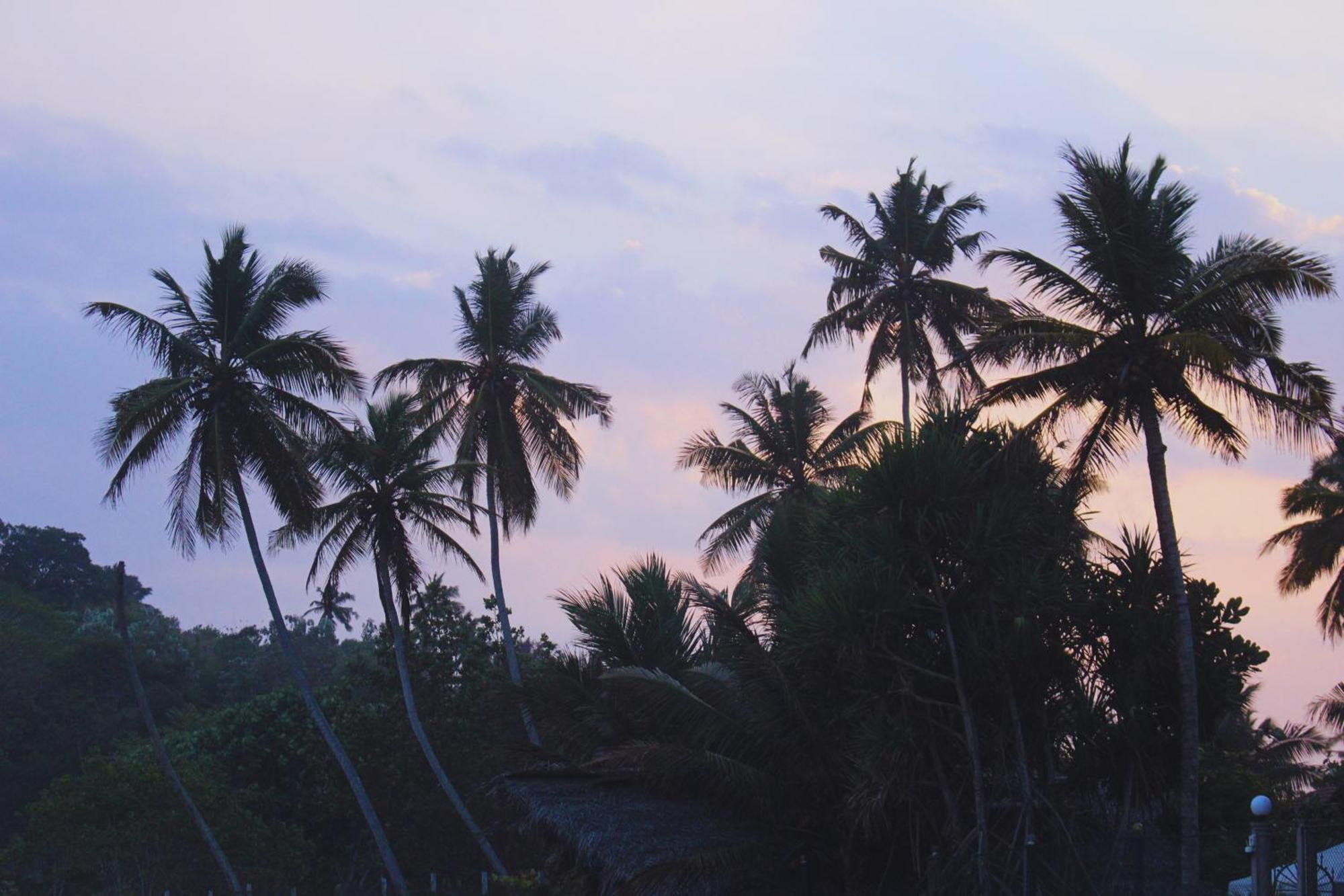 Calma - Surf, Yoga & Coffee On A Private Beach Dikwella Esterno foto