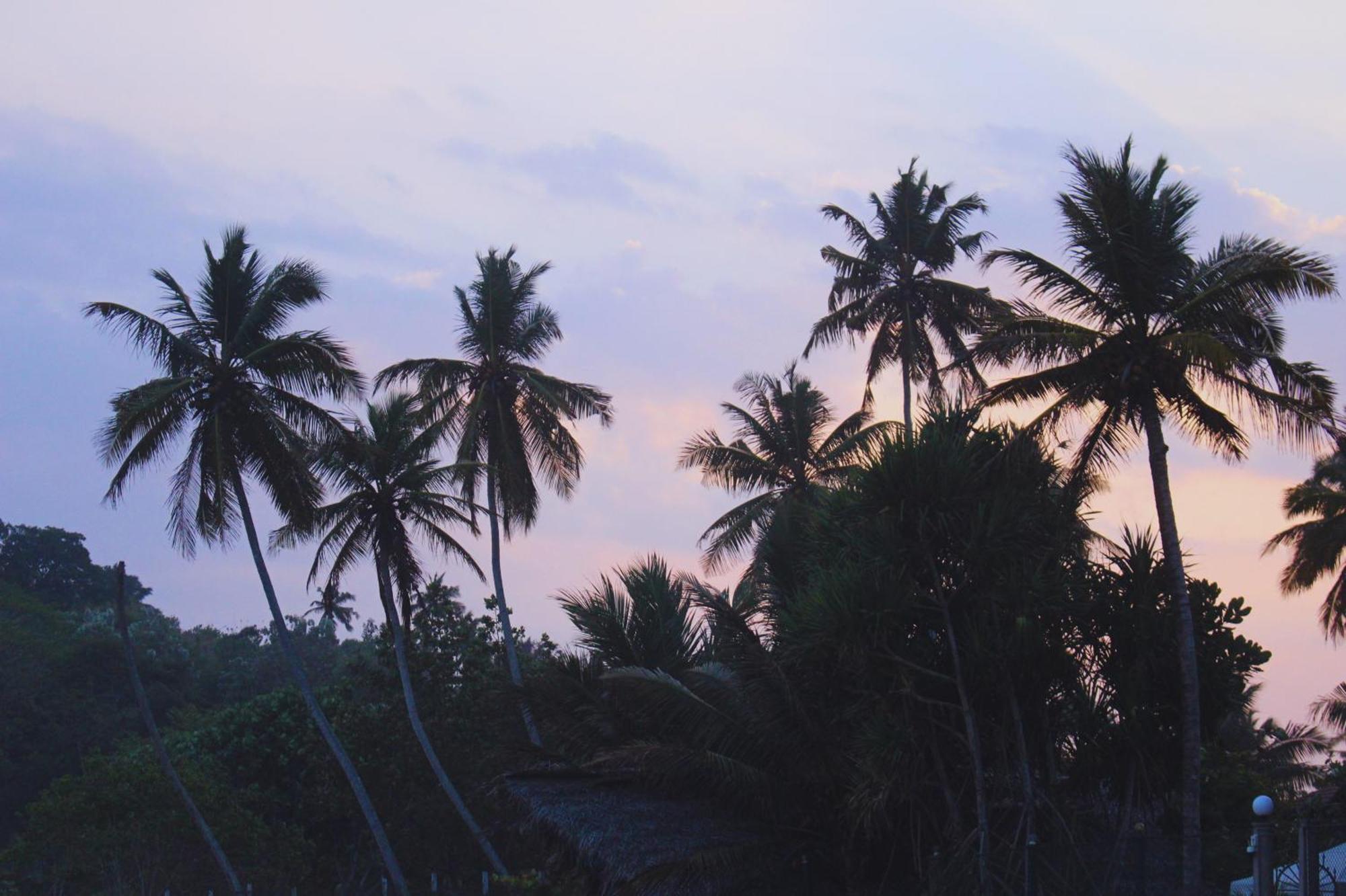 Calma - Surf, Yoga & Coffee On A Private Beach Dikwella Esterno foto